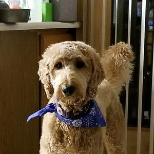 Meet your Posher, Holly